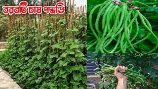 বরবটি চাষ পদ্ধতি খুব সহজে বিস্তারিত | Borboti Chas | Long Bean Cultivation