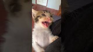 This cat is so funny 😂| funny cats | #funny #cats #funnyshorts #shorts