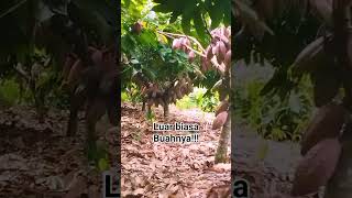 Perkebunan kakao #kakao #kebunkakao #cocoa