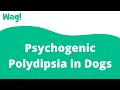 Psychogenic Polydipsia in Dogs | Wag!