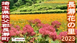 【長瀞】【ハナビシソウ】長瀞花の里2023（埼玉県秩父郡長瀞町）