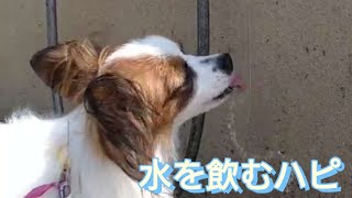 風が強い中水を飲むパピヨン