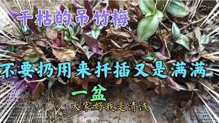 吊竹梅枝條幹枯缺水不要著急扔，修剪整理後用來扡插很快就會爆盆