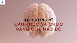 Đại cương Cấu trúc và Chức năng của Não bộ