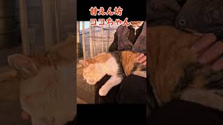 甘えん坊ココちゃん1217s #shorts  #野良ねこ