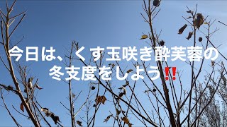 まるおの母　まるこの宿根草と低木の庭　2020 11 15 霜が降りたけど、ポカポカガーデニング日和になった庭。マルバノキの花。くす玉咲き酔芙蓉の冬支度は、結構大変💧