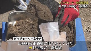 「ビッグモーター」富士店　店舗前の街路樹があった土壌を採取し調査　静岡県