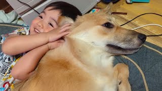 幼児と一緒に寝転がったり枕にしたりする元野犬の子犬？（9ヵ月）