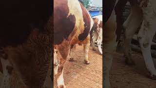 Calfcare owrearing Cowfeeding 248