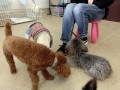 犬の幼稚園 シエルちゃんとトレーニング