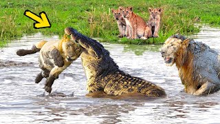 Huge Mistake Of The Crocodile When Provoke Lion Queen! Epic Battles Of King Lion Vs Crocodile