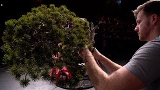 Bjorn Bjorholm creates a BIG pine Bonsai