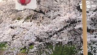 亀助と川路桜