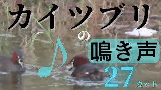 【野鳥の鳴き声】カイツブリの鳴き声集 27カット！カイツブリの楽器のような鳴き声を動画で確認できます