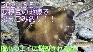 西伊豆の地磯でぶっこみ釣り(2021.06.05)最小のエイに悩殺される