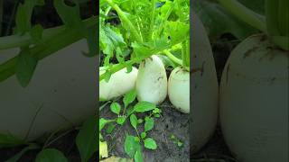 Fresh vegetables in winter season enjoying #garden #vegetables #trending