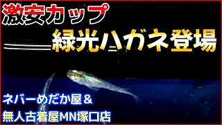 【ネバーめだか屋新商品】激安カップの新商品が登場しました☆かなりはっきりした体外光がとても魅力的です☆ネバーめだか屋(神戸市北区道場)＆無人古着屋MN塚口店(メダカ販売所)