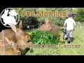 One Morning At The Rabbitry Center