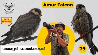 Amur Falcon | അമ്യൂർ ഫാൽക്കൺ | Falco amurensis | Birds | Malayalam | Falcon | Wildlife | Kerala