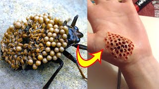 दुनिया के 10 सबसे खतरनाक कीड़े मकोड़े / Most dengurous insects/Top 10 Highest