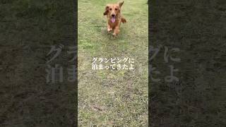 わんちゃんと泊まれるグランピングに行ってみた#shorts #犬