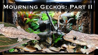 Bioactive Mourning Gecko Setup Part II: Planting, Lighting, and Introducing the Geckos