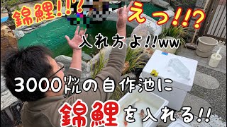 3000㍑の自作池に錦鯉を入れる‼　水作り　錦鯉導入