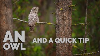 Nature Photographers, Stop Doing This - And A Great Time With a Great Gray Owl