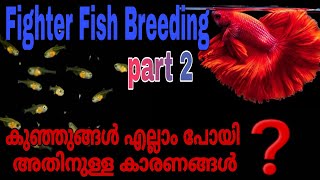 part 2||betta fish breeding || കുഞ്ഞുങ്ങളെ വളർത്തുമ്പോൾ ശ്രദ്ധിക്കേണ്ട കാര്യങ്ങൾ