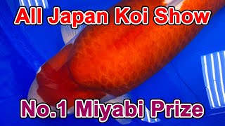 【Best of Miyabi Prize】53rd All Japan Nishikigoi Show 2023