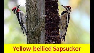 Learn about the Yellow-bellied Sapsucker