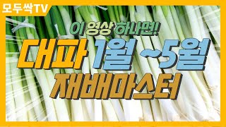 EP 249. 봄 대파 1월부터 5월까지의 재배과정을 통해 병해충관리 및 생리장해 관리와 농작업준비에 대해 한 번 알아보는 시간을 가져볼까요?