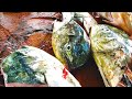 Cutting Huge Mahi Fish Head | Fish Cutting Skills