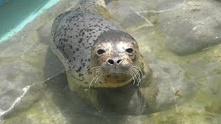 保護された ゴマフアザラシ の子ども (おたる水族館) 2019年6月14日