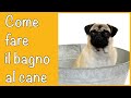 Suggerimenti su come (e quando) fare il bagno al cane | Qua la zampa (Addestramento/educazione)