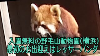 入園無料の横浜市立野毛山動物園、レッサーパンダ動画 後手ぶれ補正実験映像