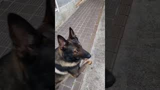 シェパード犬　不意を突かれた大型犬#ボール遊び#屋根#キャッチャー