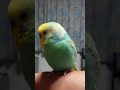 インコ　 shorts　【睡魔に襲われるインコ】おしゃべりインコのくーちゃん