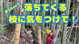 荒廃竹林の再活用に挑戦！ココ千葉県長柄町の空き家・耕作放棄地です！間伐作業、怪我に注意して！田舎不動産