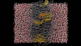 MD simulation of oxysterol pulled through lipid bilayer