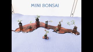 ➌ KIRAKUKAI MINI BONSAI EXHIBITION ・ミニ盆栽展　きらく会　2022