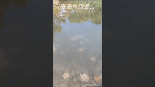 臺灣水母湖 2019.1/5.AM11.現場💖