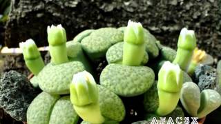 Lithops fulviceps v. aurea Vidéo 496 - 2015