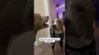 Signs that your hooman is 🚩TOXIC🚩 #dogs #dogshorts #lol #funny #pitbulls #shorts_