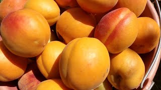 Абрикос Нельсон. Новинка!Apricot Nelson. Еталон смаку пізніх сортів! Перше плодоношення.