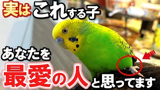 【永久保存版】セキセイインコが本当に好きな人だけに見せる意外な仕草