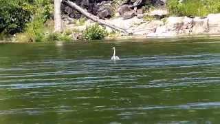 Great Blue Heron dive fishing and swimming!