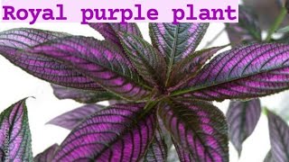 Strobilanthes auriculatus || royal purple plant || പൂകളെക്കാൾ ഭംഗി ഉള്ള ഇല ചെടി ||