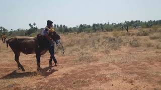 Neivasal jallikattu