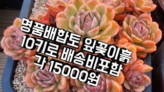 2023년 1월 12일 명품배합토 잎꽂이흙 10키로 배송비포함 각 15000원